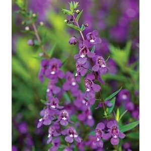  Angelonia, Serena Purple 1 Pkt. (20 seeds): Patio, Lawn 