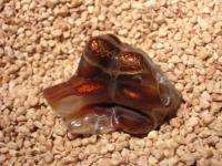 Arizona fire agate mineral specimen or rough for cutting FY5  