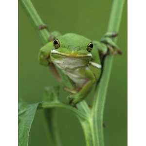  Green Treefrog, Lake Corpus Christi, Texas, USA 