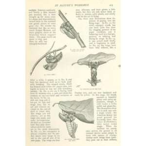  1899 Canker Worms illustrated: Everything Else