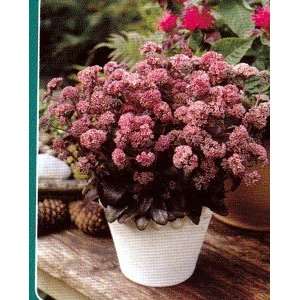   Picolette   Bronze Red Foliage   Stonecrop: Patio, Lawn & Garden