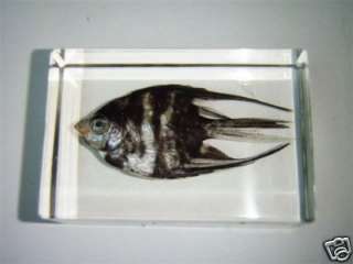 Fish Specimen  Angel Fish  Pterophyllum scalare (Clear)  