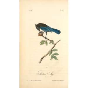   John James Audubon   24 x 44 inches   Stellers Jay Home & Kitchen