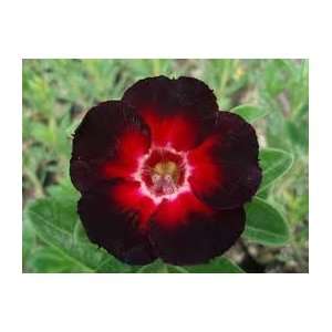  adenium star black 3 seeds rare Patio, Lawn & Garden