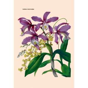  Orchid Cattleya Harrisoniae 20x30 Canvas