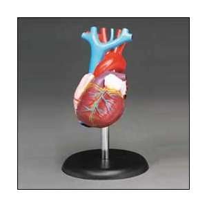 Budget Life Size Heart Model CH7:  Industrial & Scientific