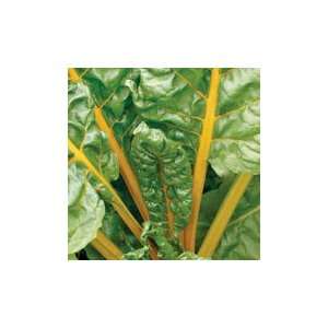  Golden Chard   1 lb. Patio, Lawn & Garden