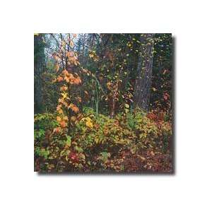  Sprinkle Of Fall Color Giclee Print