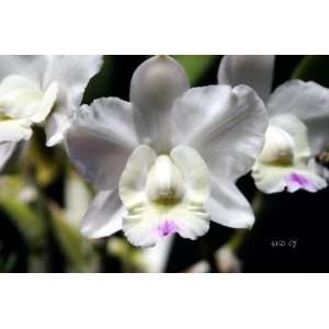    FCC/AOS Cattleya Orchid Plant  Grocery & Gourmet Food