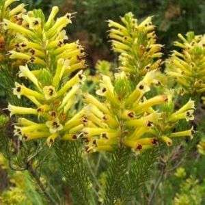 10 Erica pinea Seeds – South African Heather Shrub  