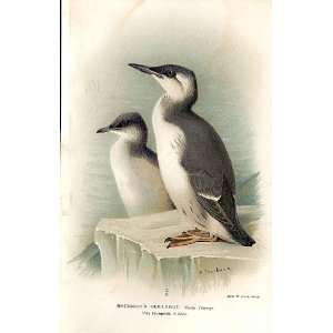  BrunnichS Guillemot *2 By Thorburn Birds 1855 97