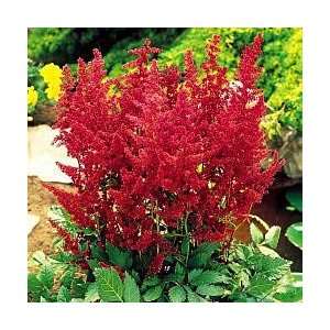  Red Fanal Astilbe (Red)