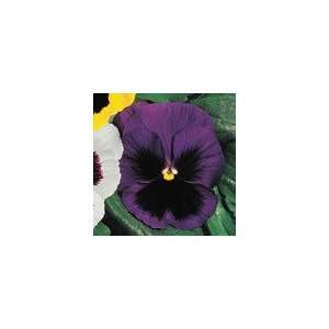  Pansy Parks Whopper Blue Seeds Patio, Lawn & Garden