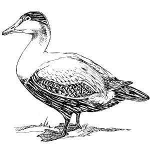   25 inch (58mm) Round Pin Badge Line Drawing Eider Duck
