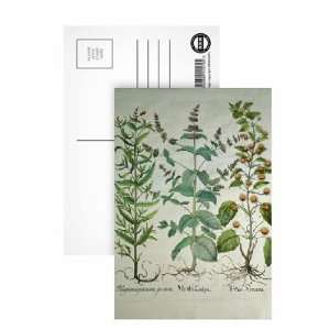  Mint Mentha crispa by   Postcard (Pack of 8)   6x4 inch 