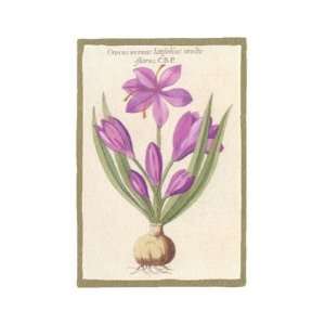  Crocus sativus latifolius, Botanical Art Note Card by 