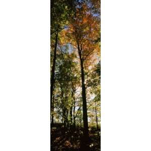 View of Trees in a Forest at Carpenter Falls, Finger Lakes 