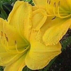  Daylily   Scentual Sundance   #1 Container Patio, Lawn 