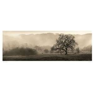  Meadow Oak Tree by Alan Blaustein. Size 12.00 X 36.00 Art 