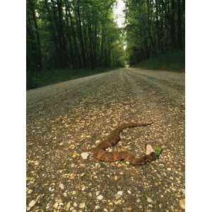  A Water Moccasin Snake Opens its Mouth on a Road in 