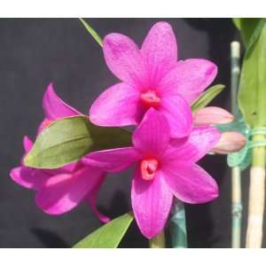 Dendrobium Orchid Plant   Approx. 9   14 Inches Tall  