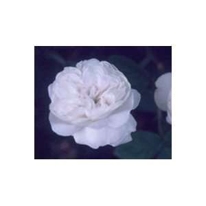  Mme. Hardy (Rosa Damask)   Bare Root Rose Patio, Lawn 