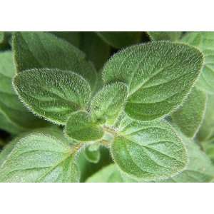  Oregano Herb 4 Plants   Good Scents   Organum Patio, Lawn & Garden