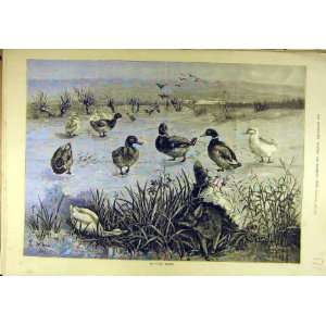   : 1883 Ugly Brush Fox Ducks Hunting Wain Sport Print: Home & Kitchen