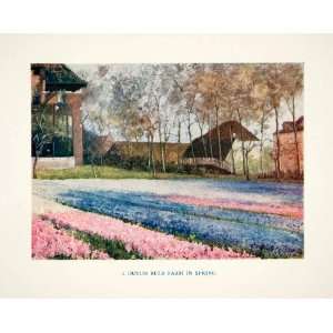  1920 Color Print Agriculture Netherlands Bulb Tulip Flower 