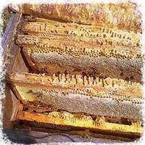 SIBERIAN HONEY (100% natural, raw, pure, bee, many varieties) 2lb 