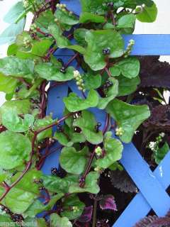 Malabar Red Stem Spinach LOVES HEAT showy vine 25 seeds  