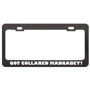 Got Collared Mangabey? Animals Pets Black Metal License Plate Frame 