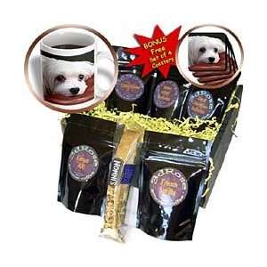 Dogs Maltese   Maltese   Coffee Gift Baskets   Coffee Gift Basket