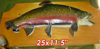 Vintage Brook trout taxidermy mounted  