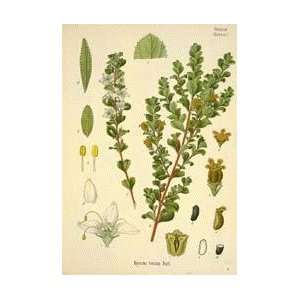  Buchu Leaf Herbal Capsules