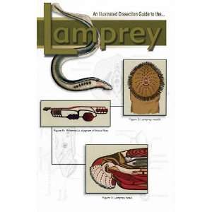 Nasco   An Illustrated Dissection Guide to the Lamprey  
