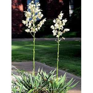  Yucca Filamentosa Seed Pack Patio, Lawn & Garden