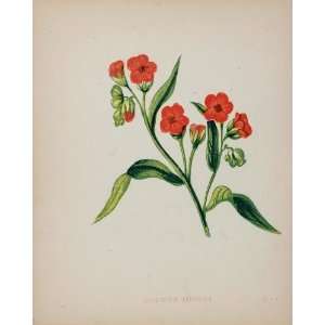  1898 Botanical Print Hounds Dogs Tongue Gypsy Flower 