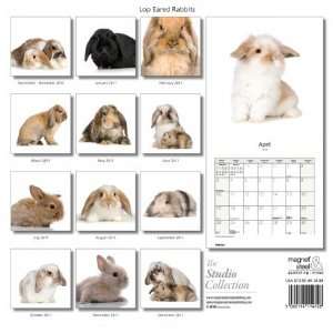    Magnet & Steel Limited 3842 Lop Eared Rabbits: Home & Kitchen