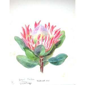 Townsend Wild Flowers 1933 Giant Protea Plant Pink 