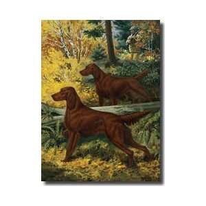  Two Irish Setters Stand Alertly In Forest Near A Hunter 