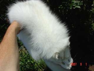  feet attached. Beautiful arctic fox pelt. professional garment high 