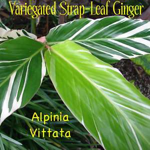 Variegated Strap Leaf Ginger LIVE PLANT Collectors Alpinia Vittata 