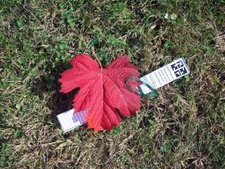   Red Fall Leaf Micro Geocache Hide is perfect for that 5 star Cache