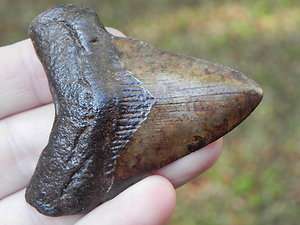 Megalodon fossil Shark Tooth Teeth ASHEPOO RIVER FIND !  