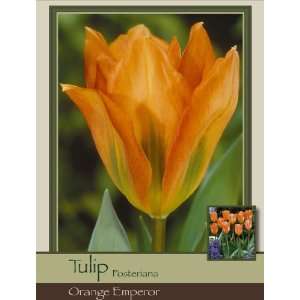   Tulip Fosteriana Orange Emperor Pack of 50 Bulbs Patio, Lawn & Garden