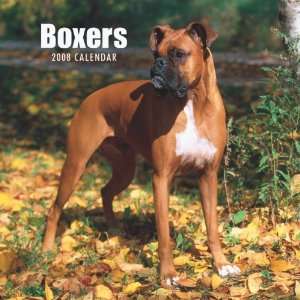  Boxers (International) 2008 Square Wall Calendar (German, French 