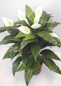 Peace Lily Double potted Silk Plant  