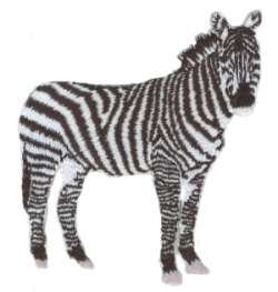 Zebra Zoo Iron On Applique Embroidered Patch wx0058  