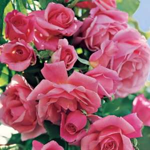 Social Climber Rose Seeds Packet: Patio, Lawn & Garden